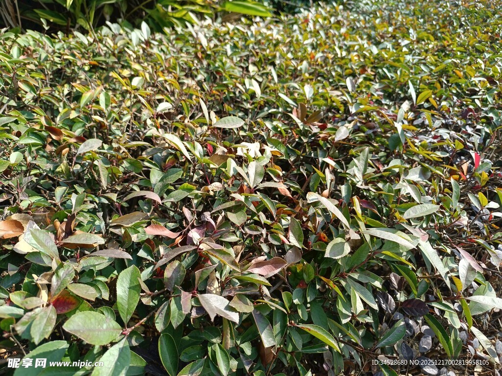 多彩叶片的植物景观