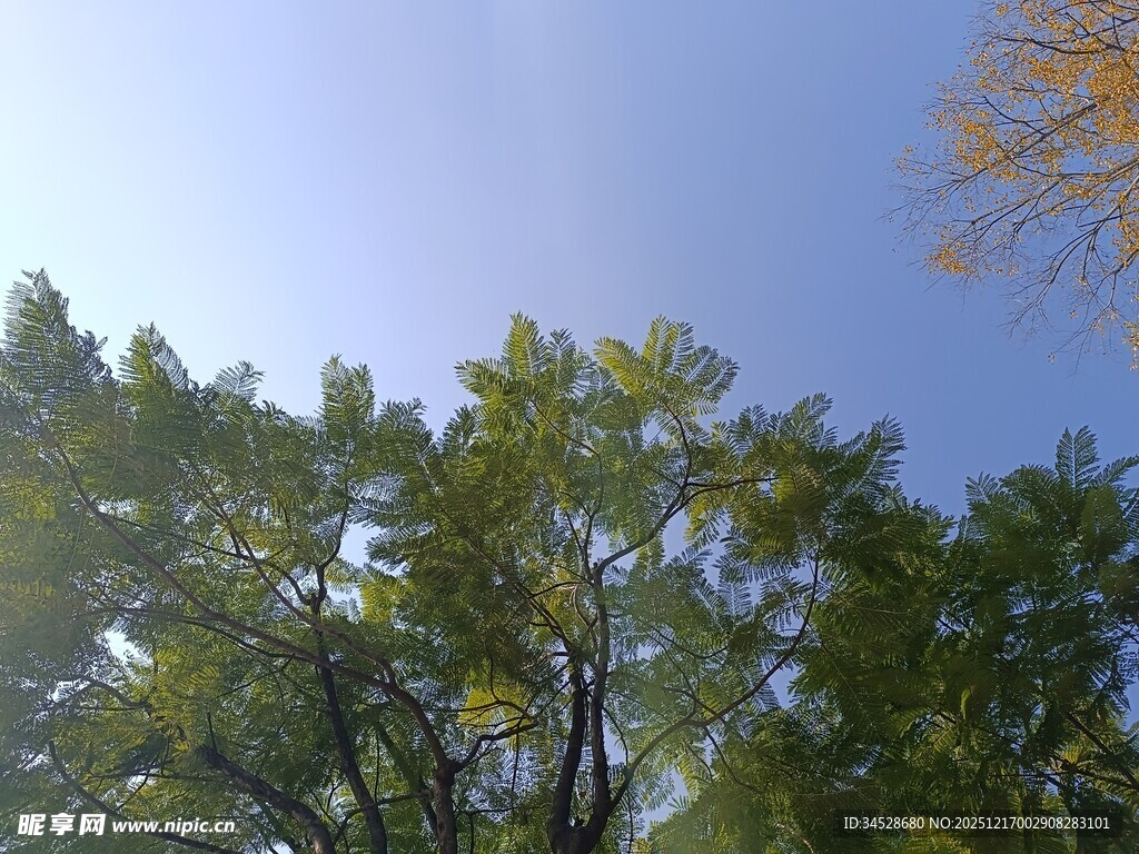 蓝天绿树风景图