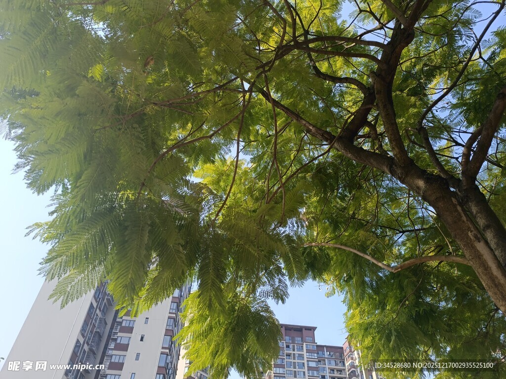 城市中繁茂的绿树