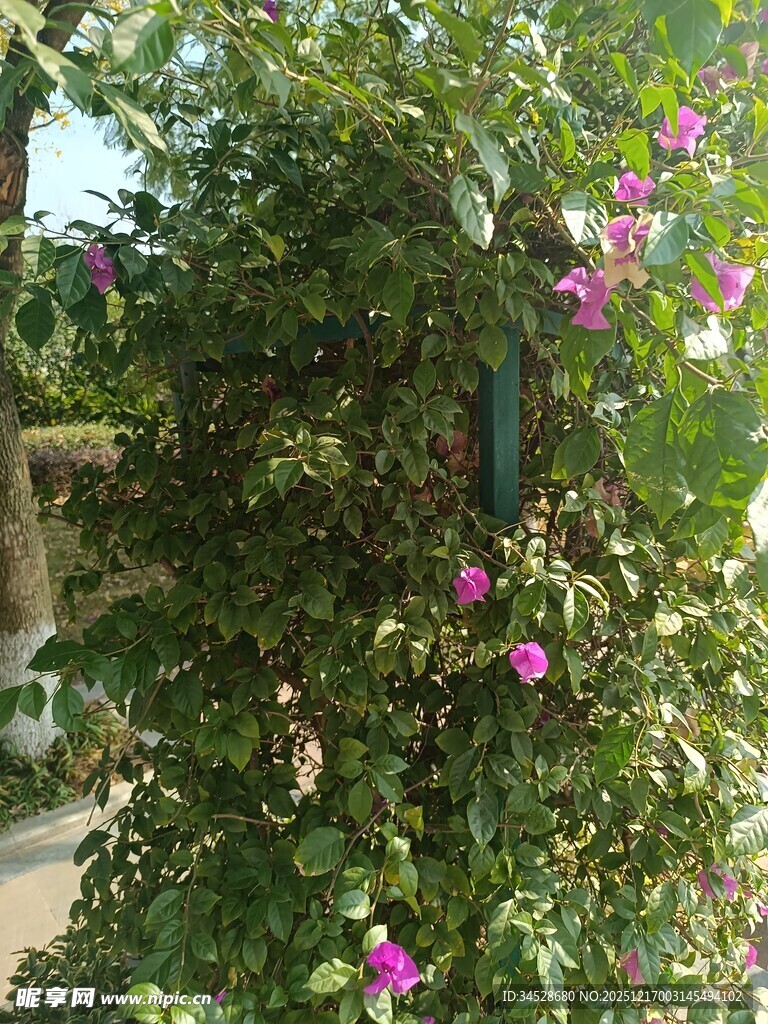 繁花缠绕的绿植景观