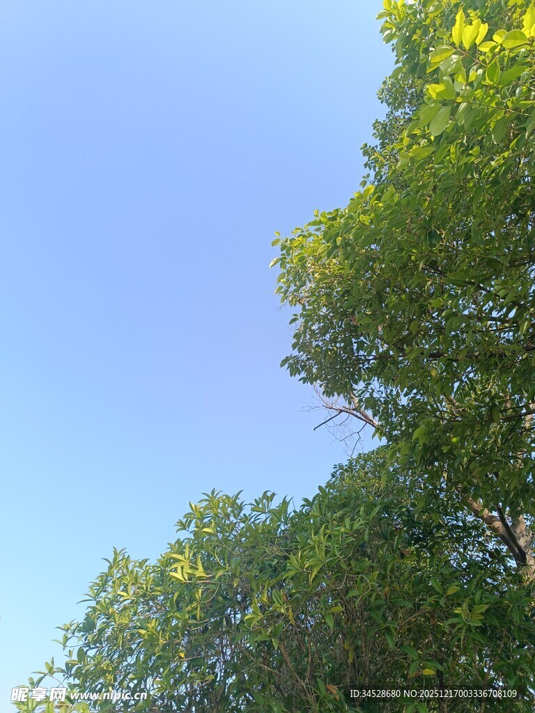 蓝天绿树风景图