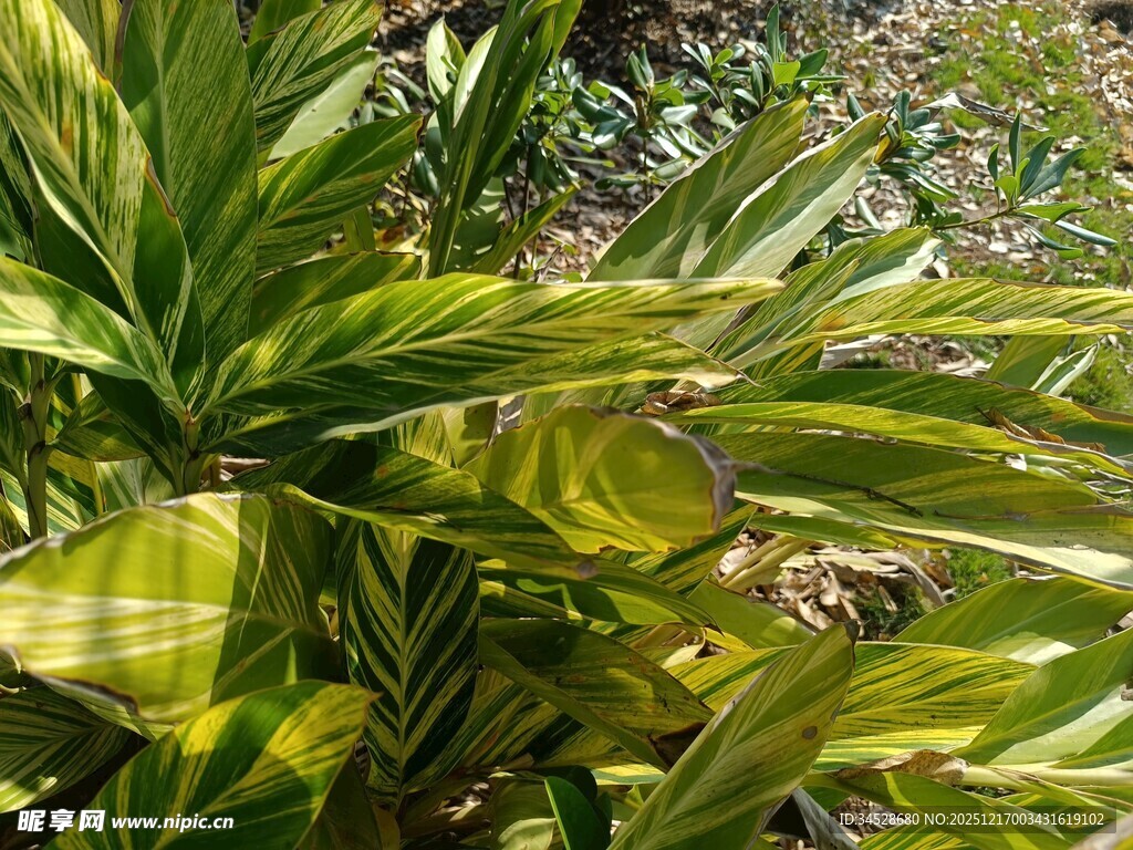 翠绿斑斓的热带观叶植物