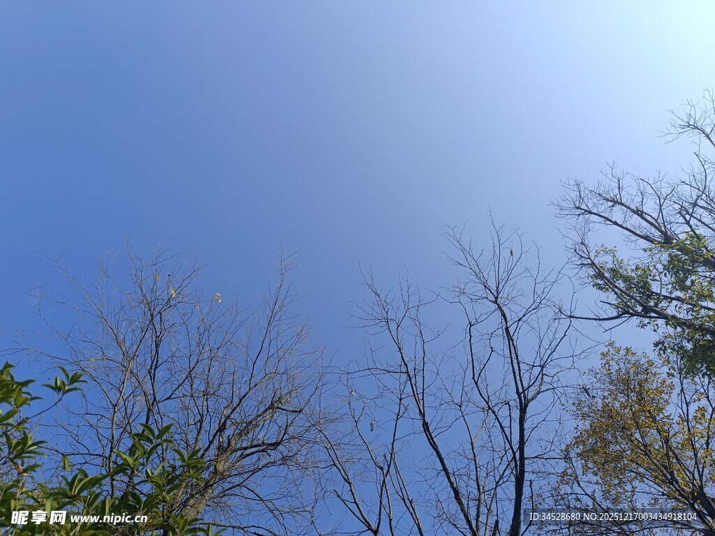 蓝天之下的树木枝干