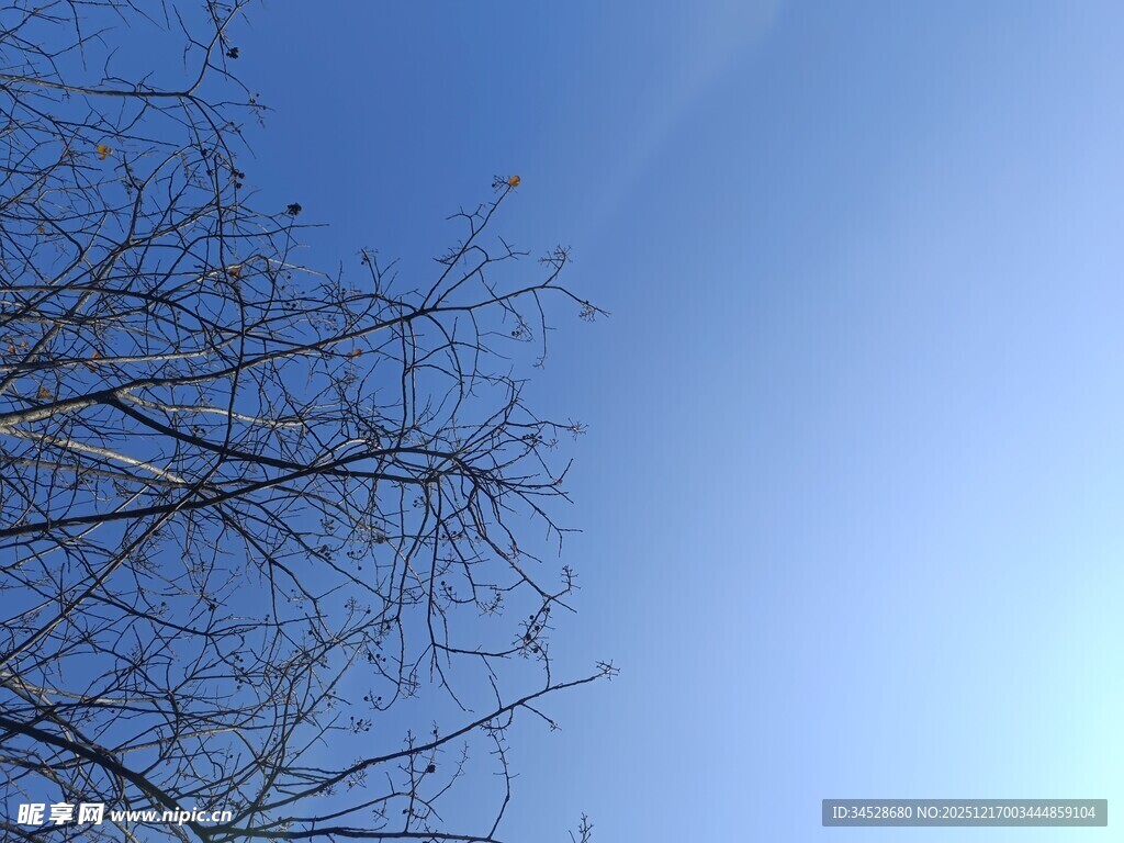 蓝天映衬下的光秃树枝