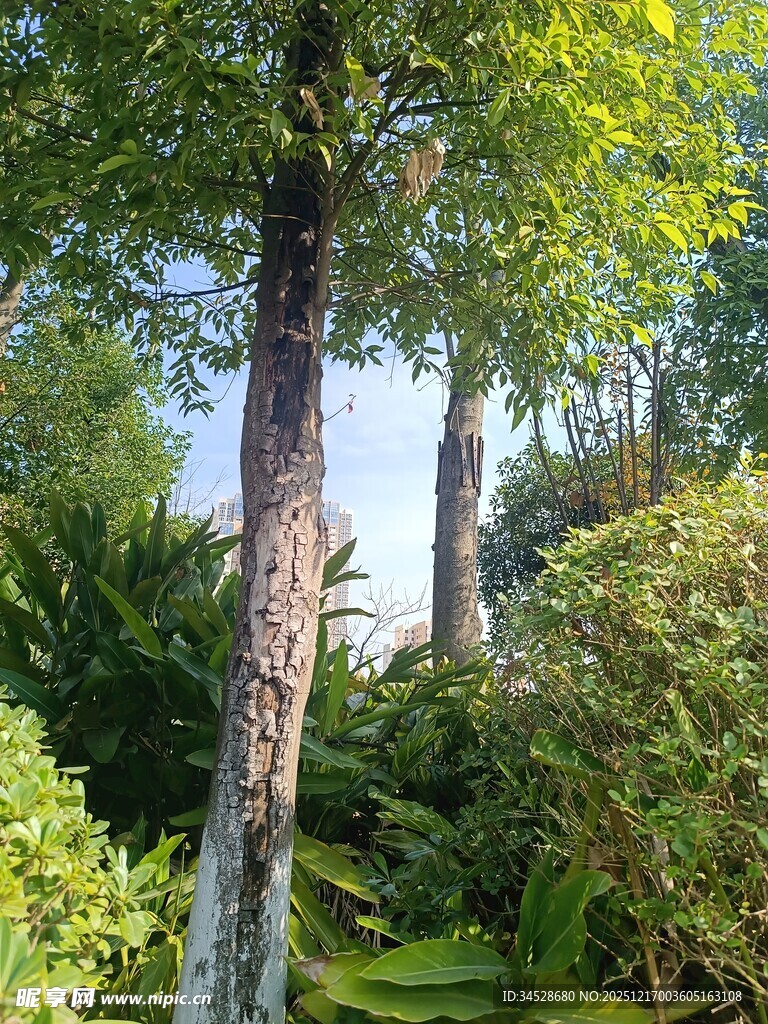 繁茂树林中的挺拔树木