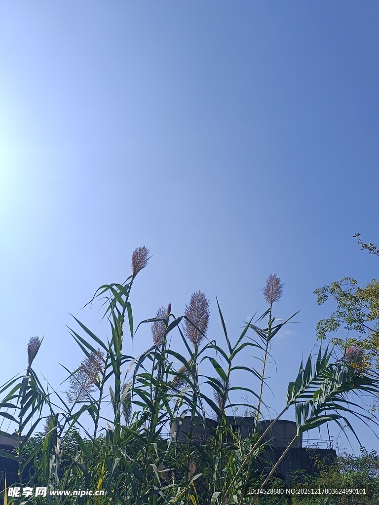 蓝天映衬下的美丽花草