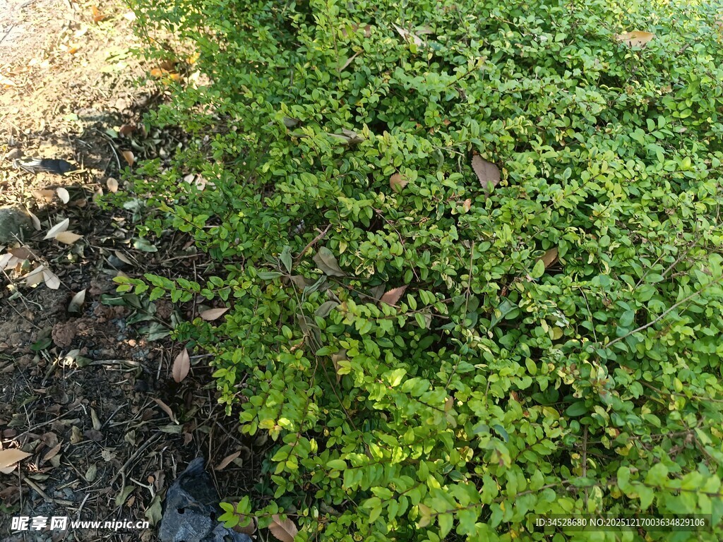 翠绿繁茂的地面绿植景观