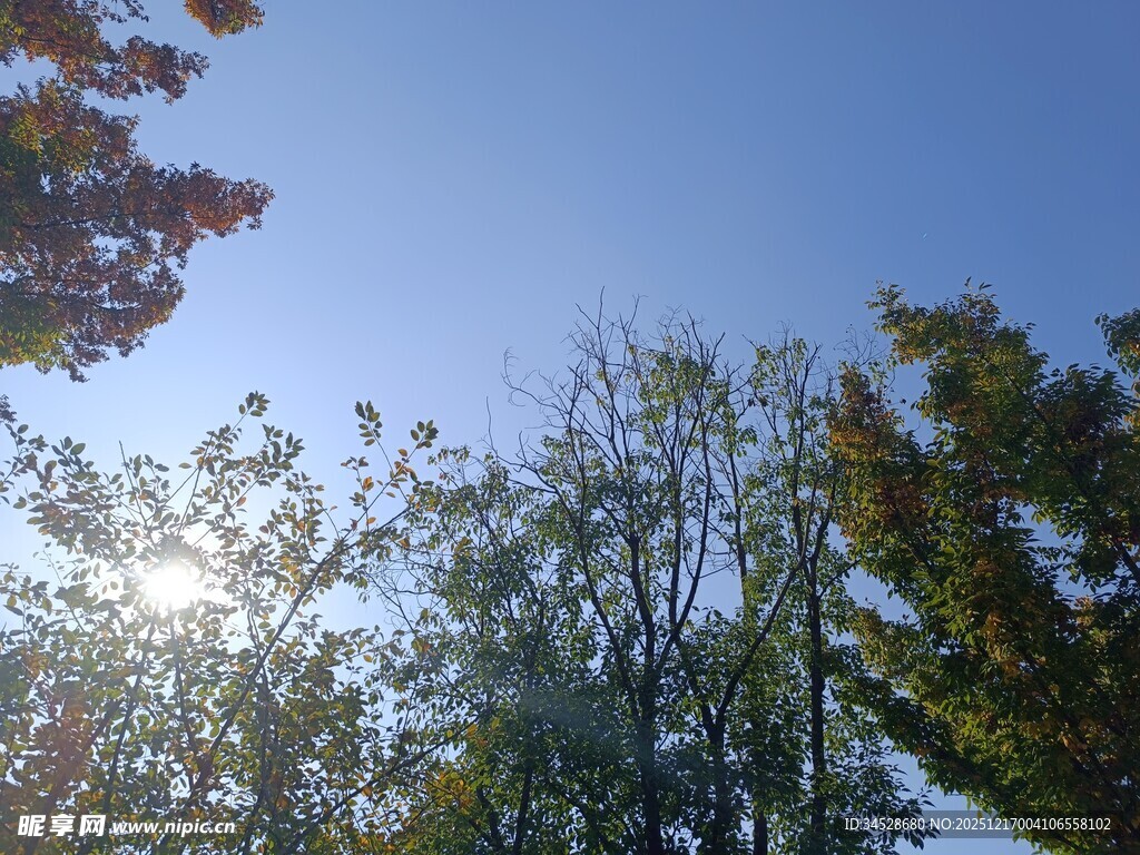 阳光下的树木与蓝天