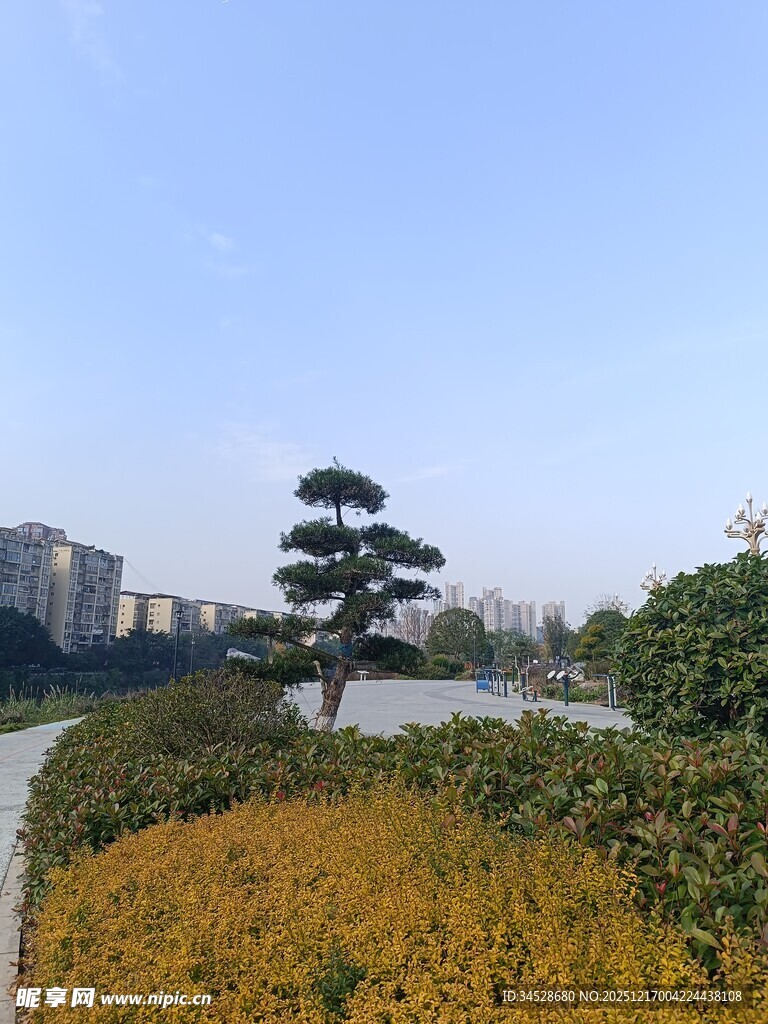 城市中造型别致的松树景观