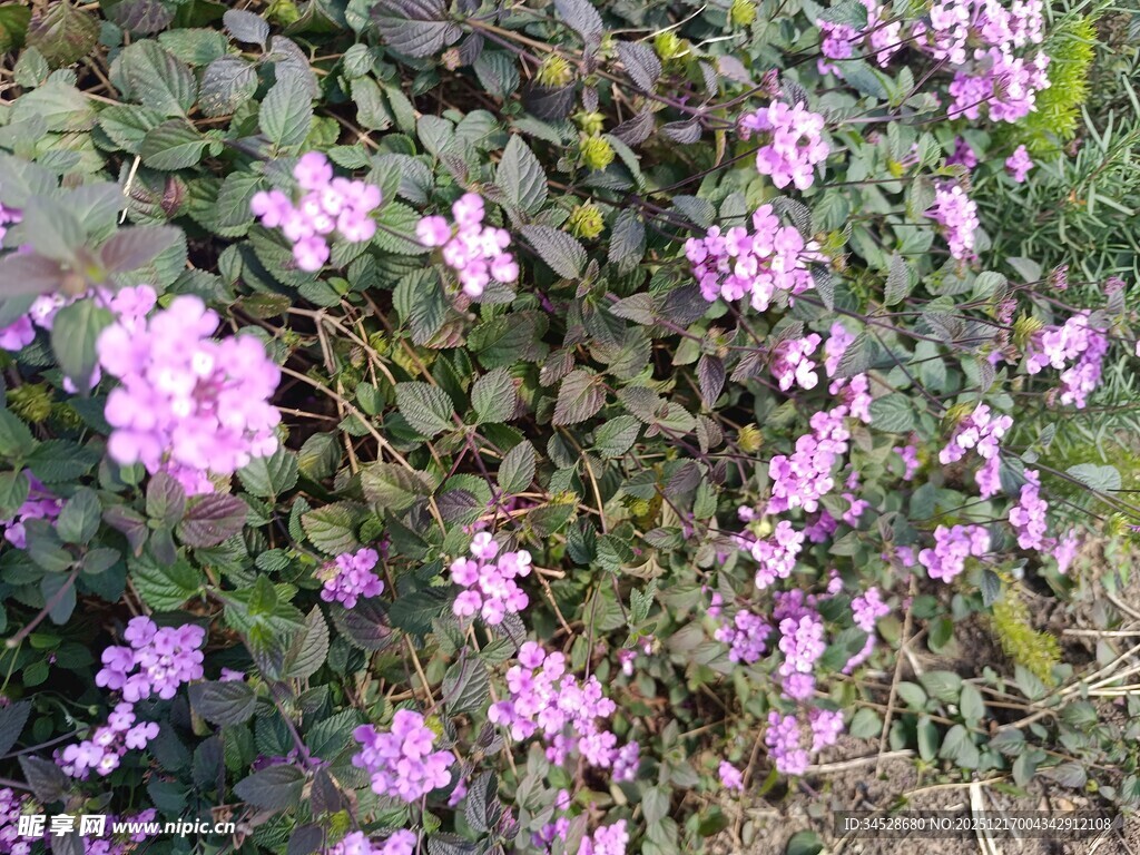 紫色小花绽放于绿叶间