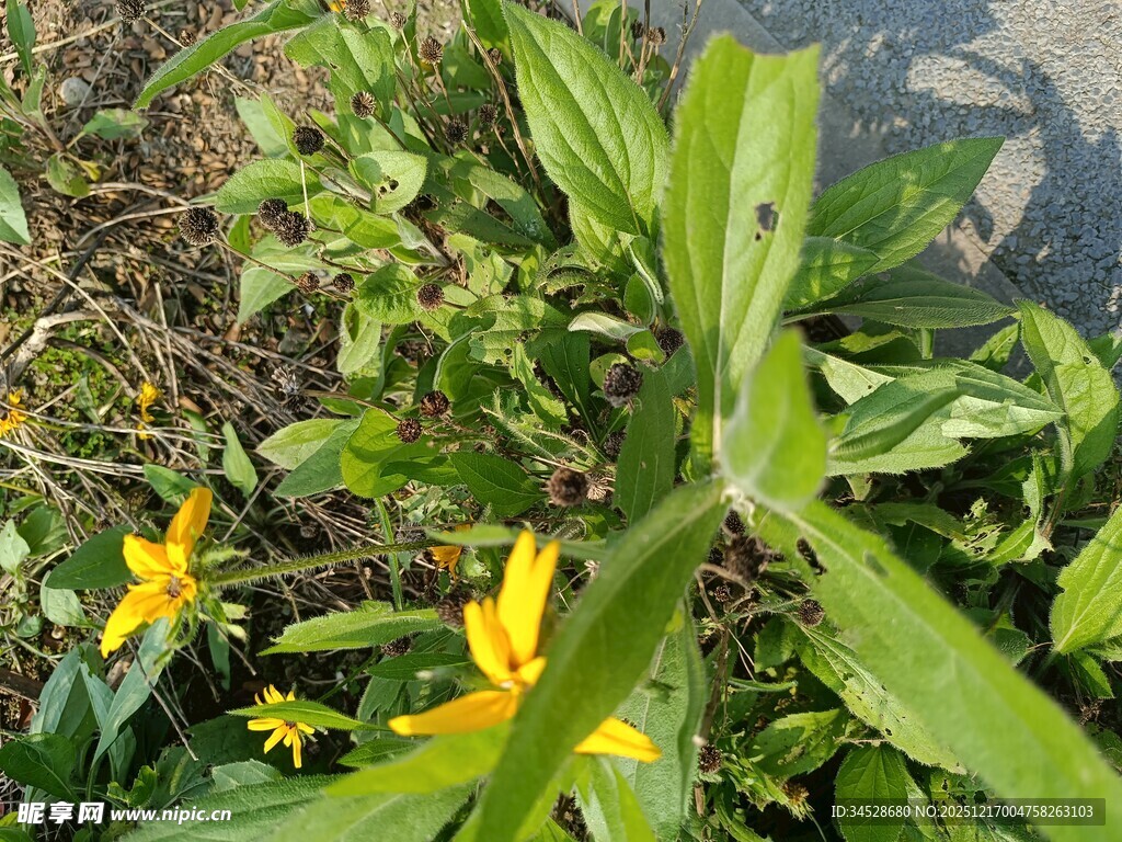 草丛中的黄色小花