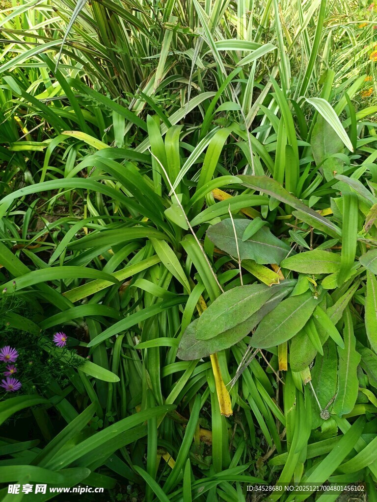 翠绿草丛中的生机景象