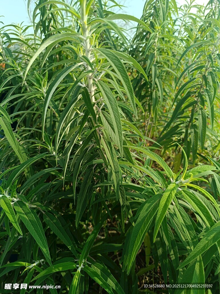 茂密绿色植物景观