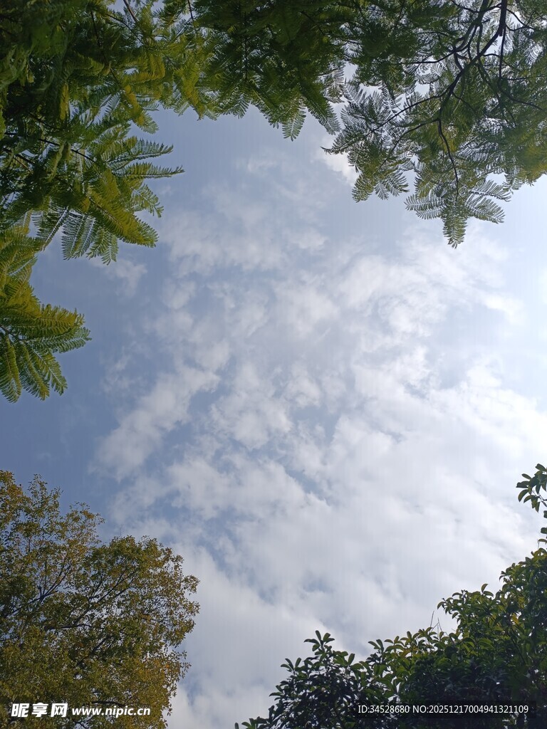 林间仰望天空的美丽景致