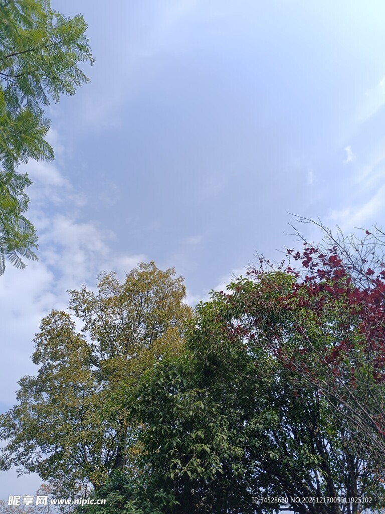 秋日树梢与蓝天白云