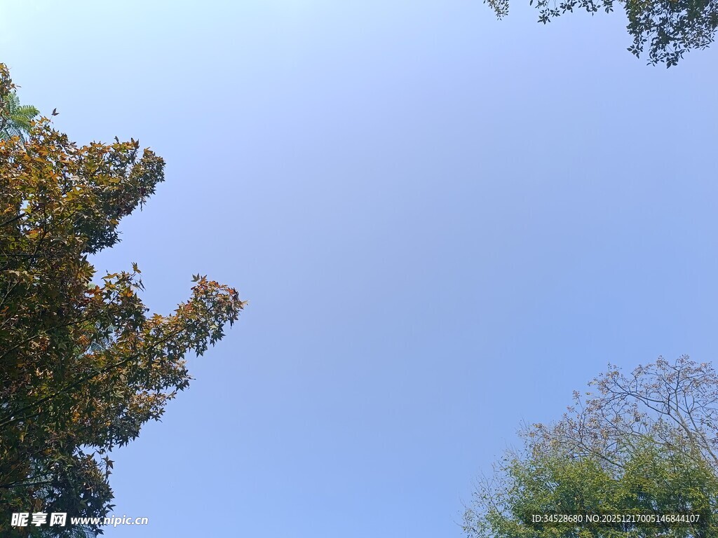 仰望蓝天与繁茂树木