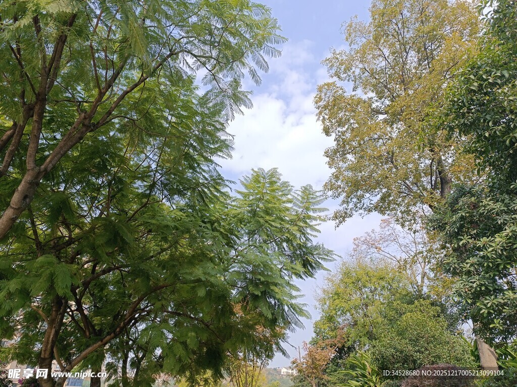 秋日林间绿意盎然景象