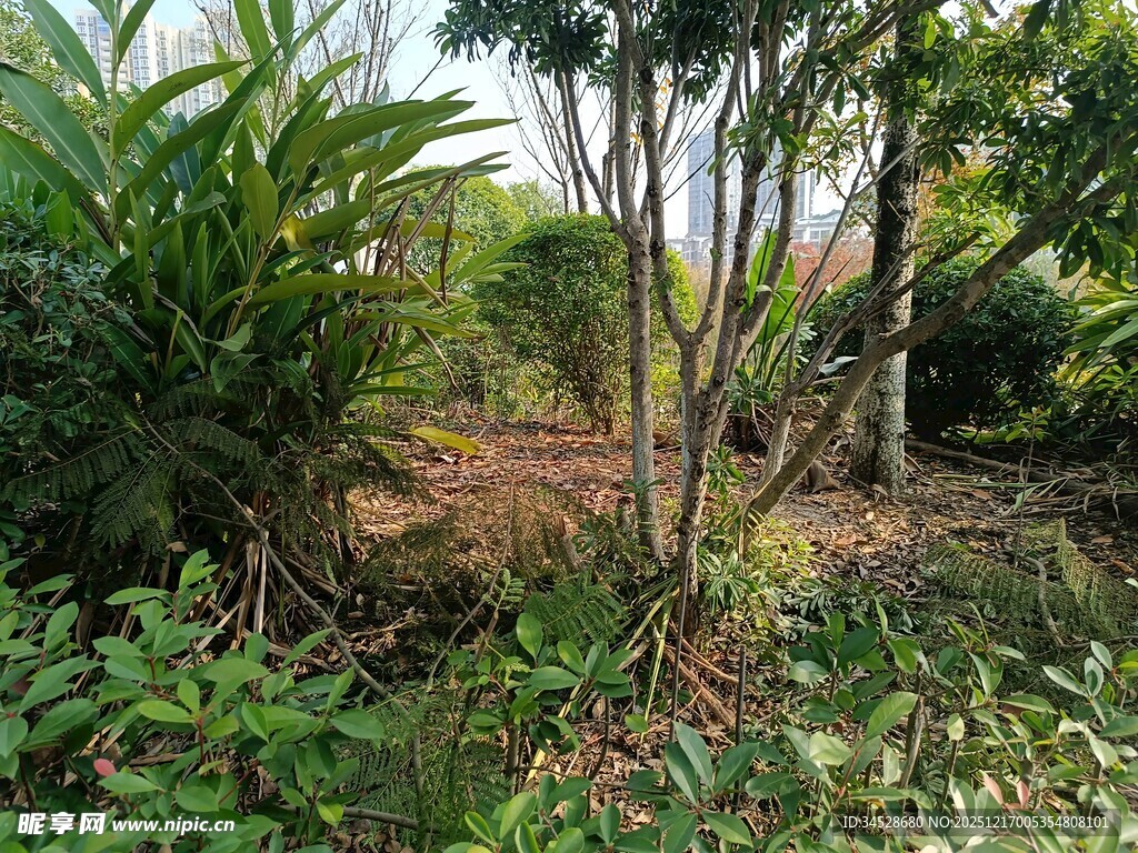 户外树林中的繁茂绿植