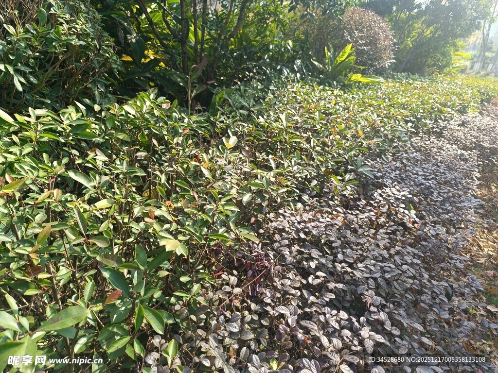 林间繁茂植物覆盖地面