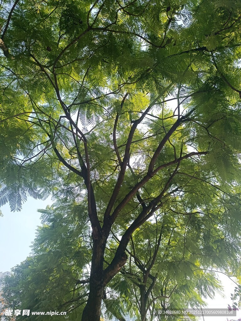 阳光下的繁茂绿树