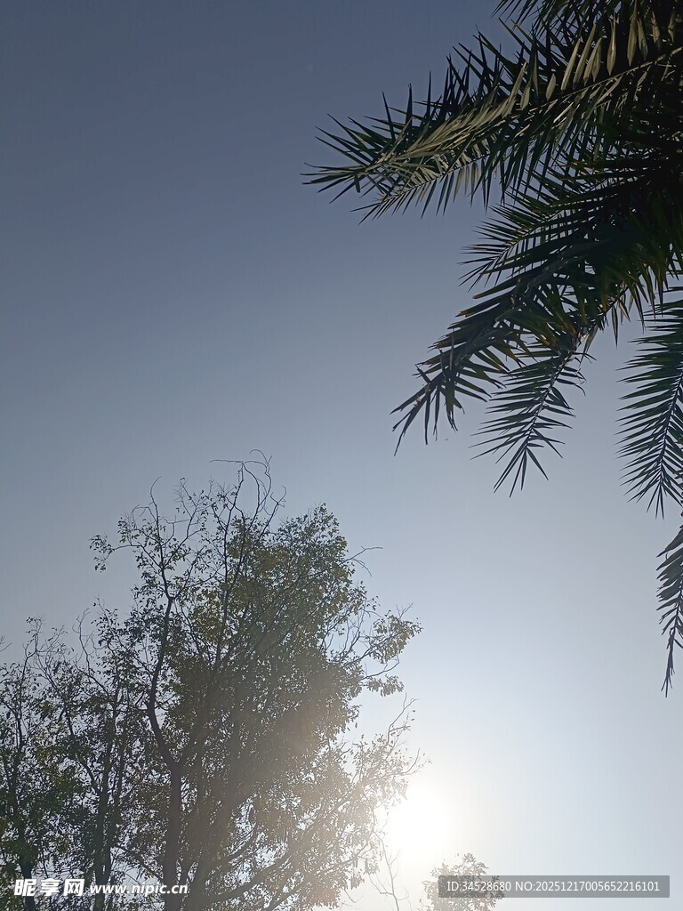 阳光透过树梢的美好景象