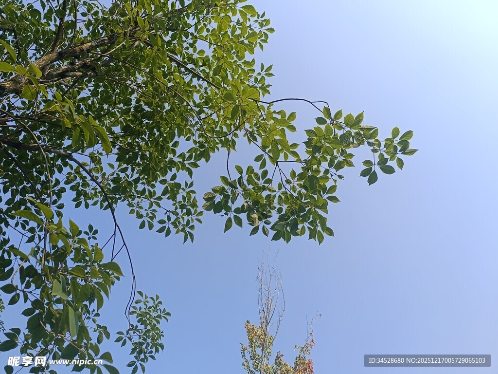 仰视绿树蓝天