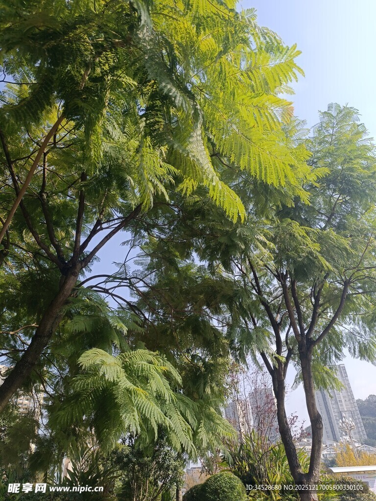 阳光下的葱郁树木