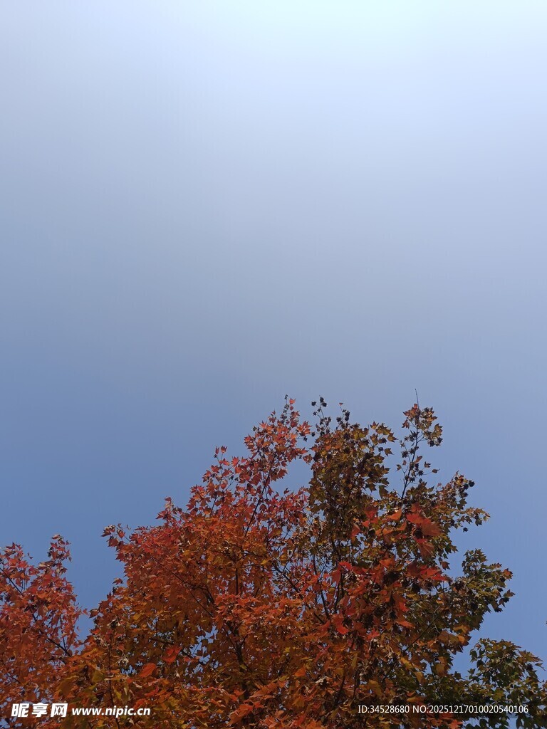 秋日树梢与晴朗天空