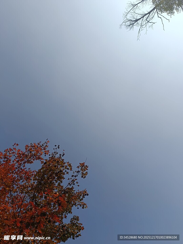 秋日树梢与蓝天景致