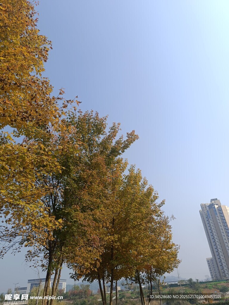 秋日城市树木风景