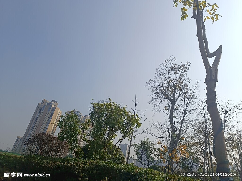 城市中挺立的树木景观