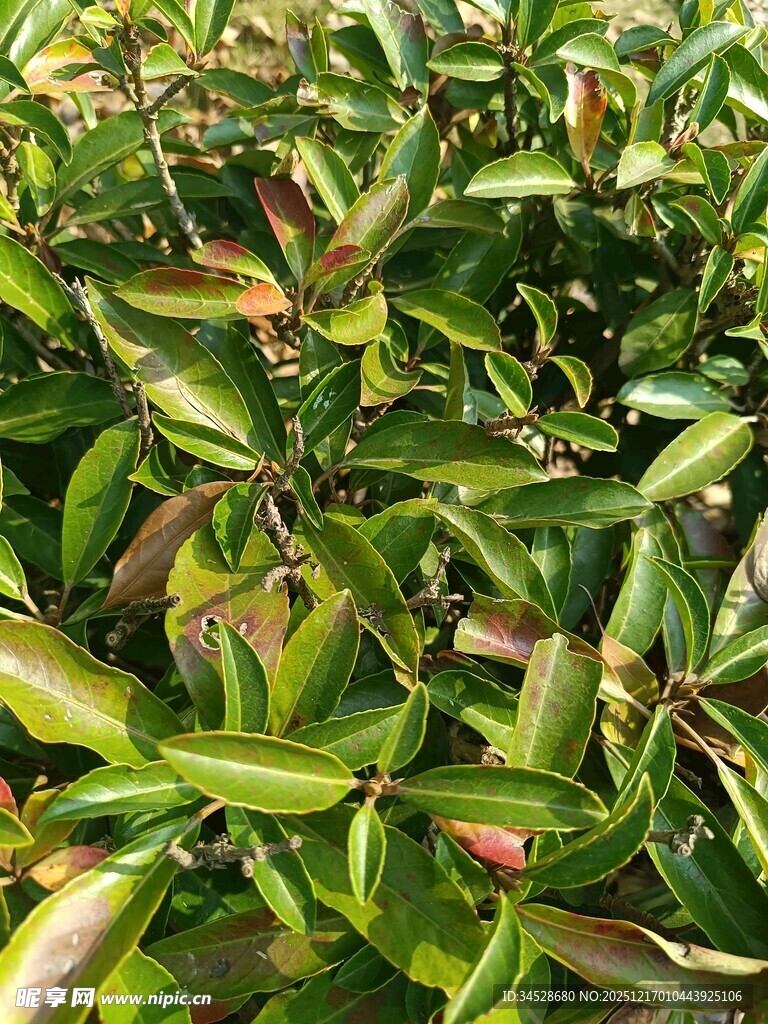 翠绿繁茂的多彩叶片植物