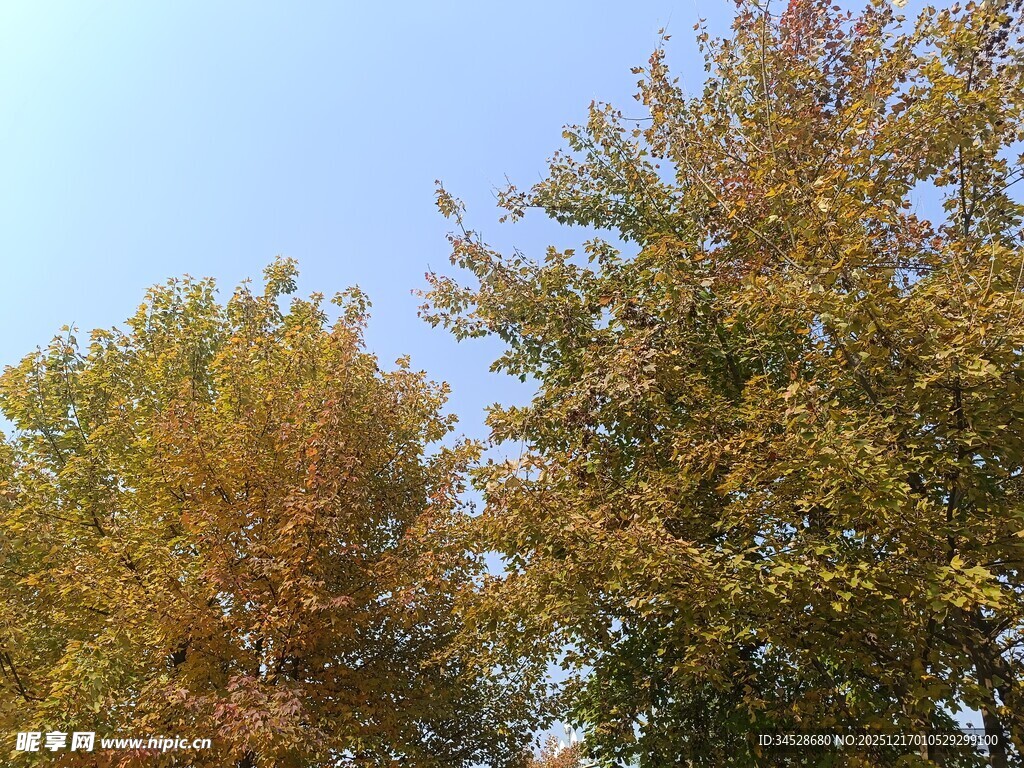 秋日斑斓树木