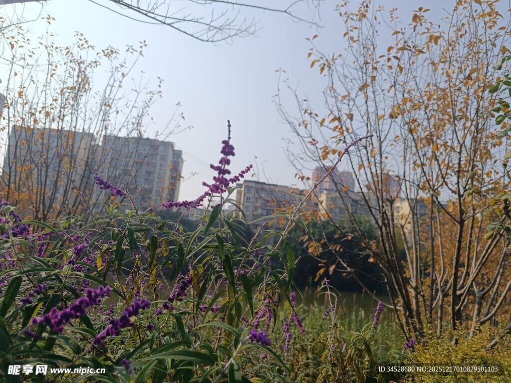 城市边的花草与建筑景观