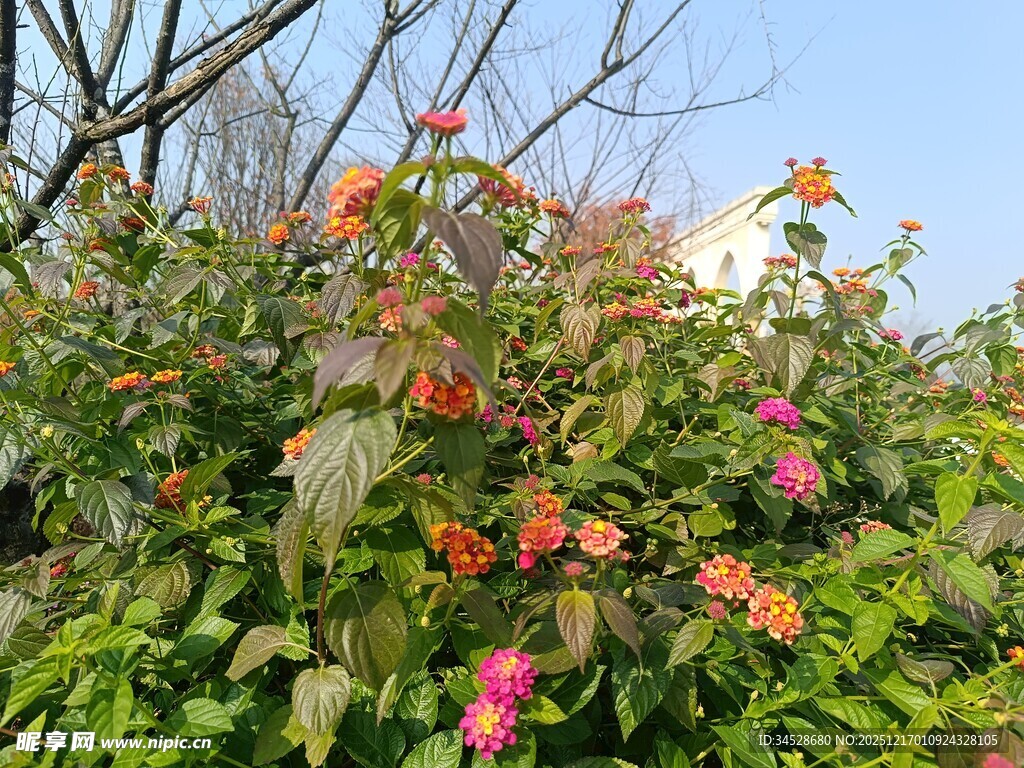 繁花绿叶间的春日景致