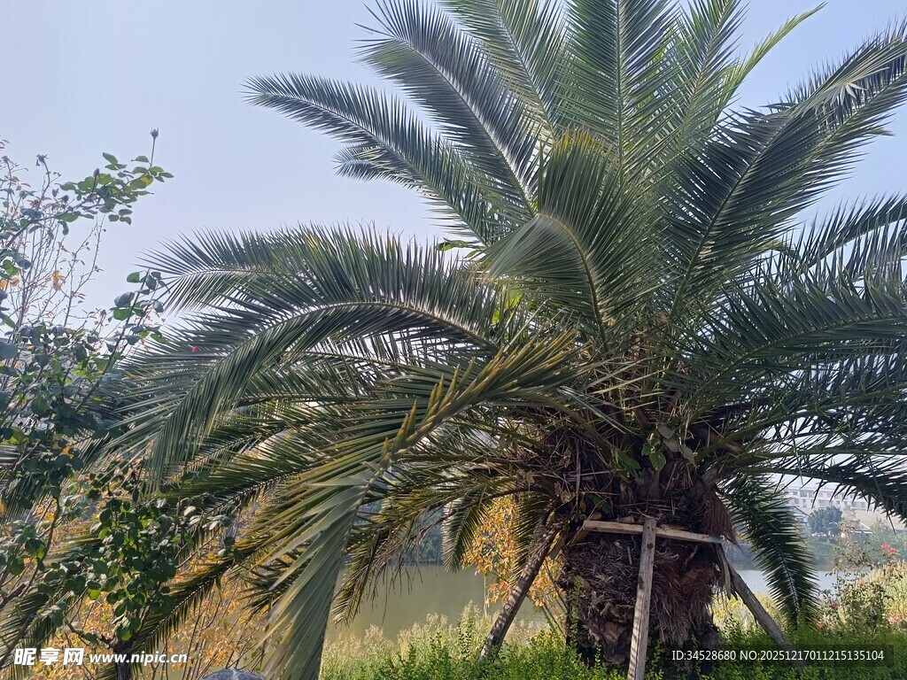 户外的一棵大型苏铁树