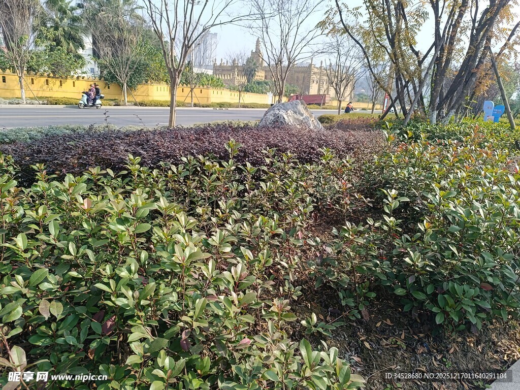 城市路边繁茂的绿植景观