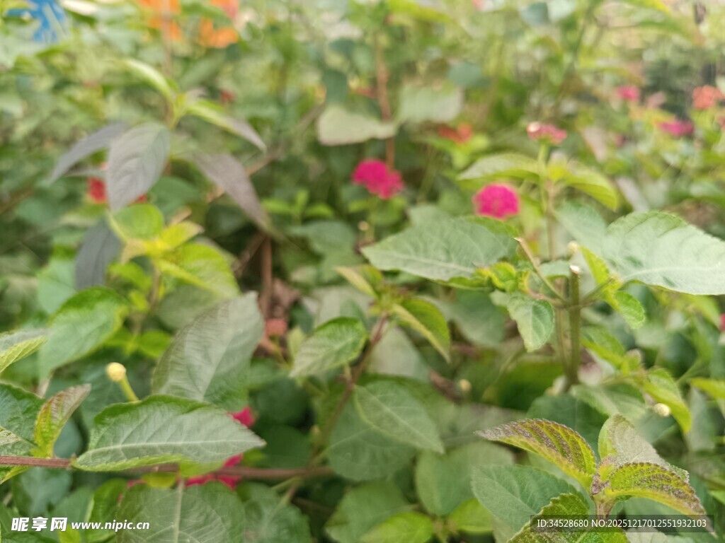 绿叶丛中绽放的娇艳花朵