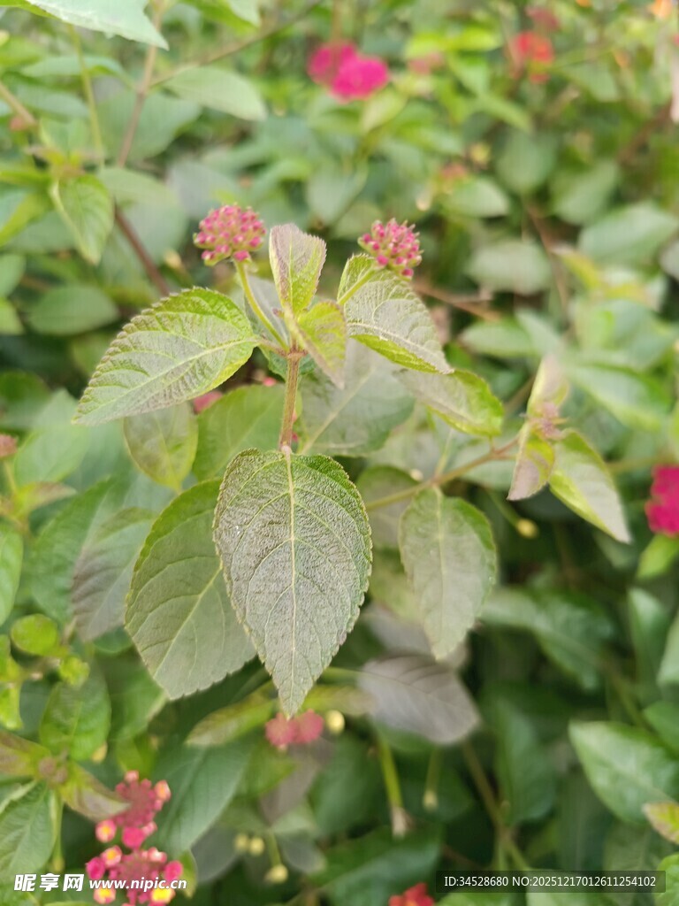 绿叶间的娇艳花卉