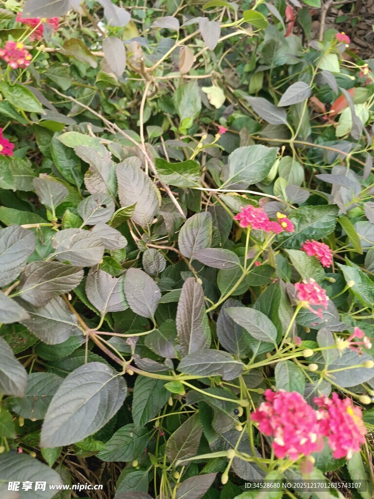 绿叶丛中的娇艳小粉花