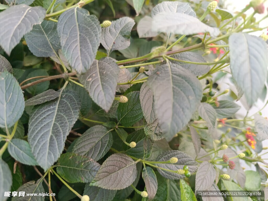 灰绿色叶片植物特写