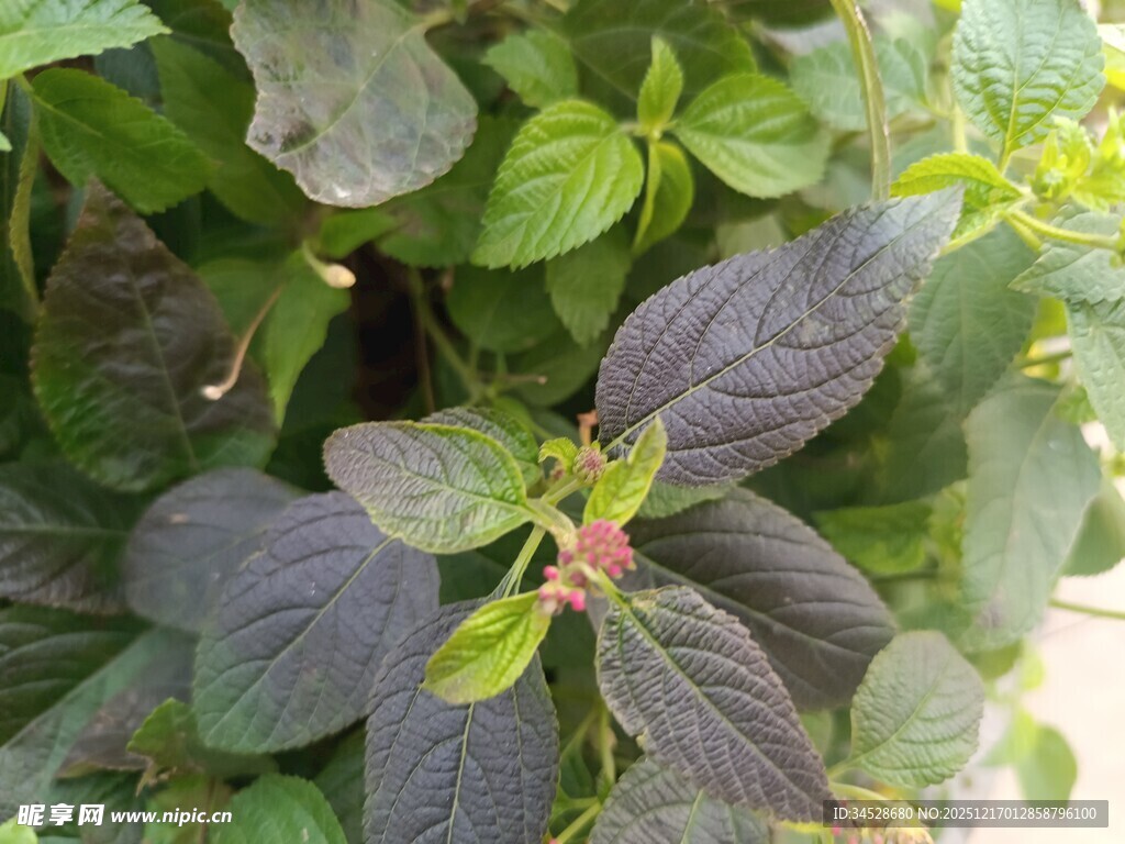 紫绿叶植物特写