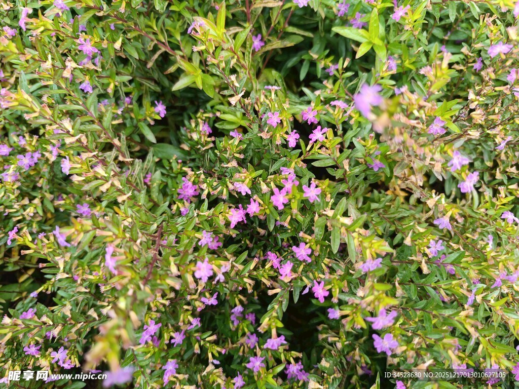 繁茂紫色小花植物景观