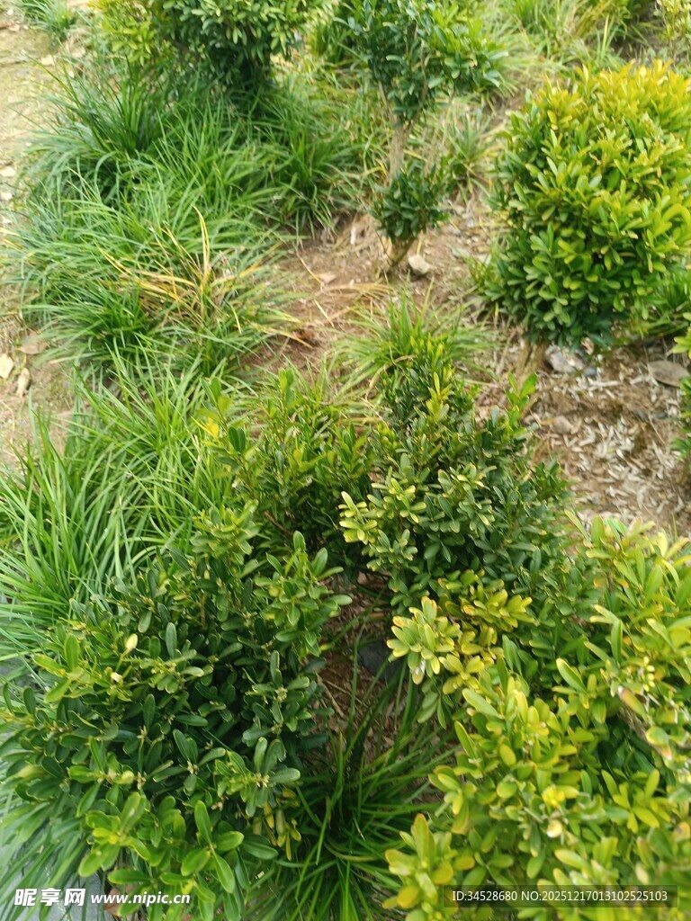 绿意盎然的丛生植物景观