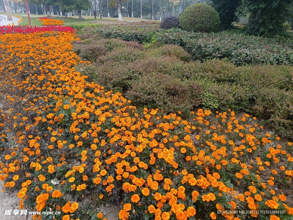绚烂花海装点园林美景