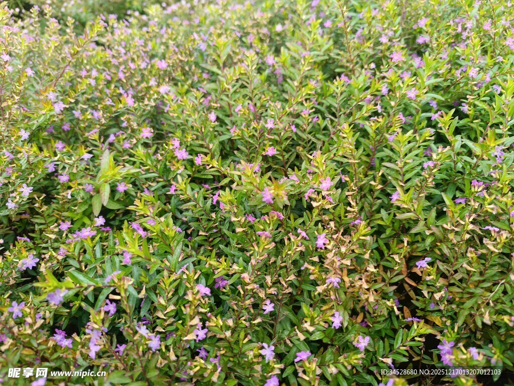 繁茂绿植中的点点紫花