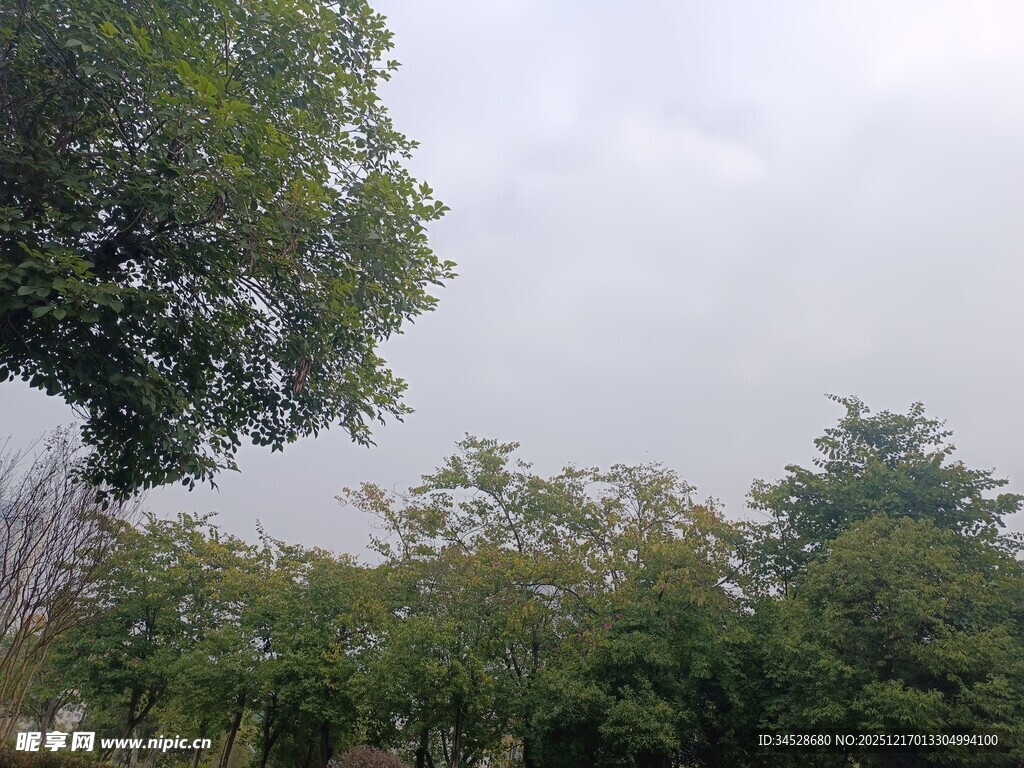 户外绿树成荫的自然景致