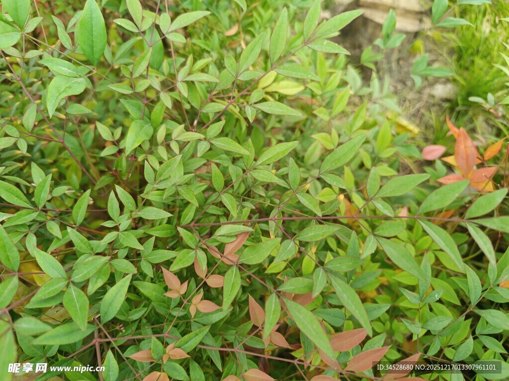绿叶繁茂的植物景观