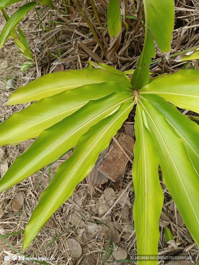 翠绿舒展的植物叶片
