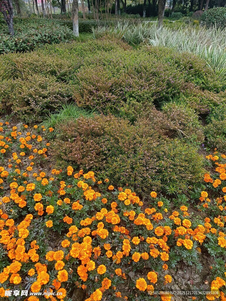 缤纷花丛中的美丽景致